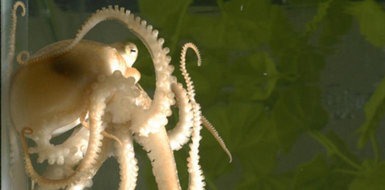 El genoma del pulpo revela la complejidad del alien de los mares