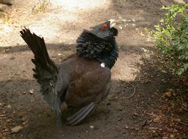 La caza de machos puso al urogallo cantábrico al borde de la extinción