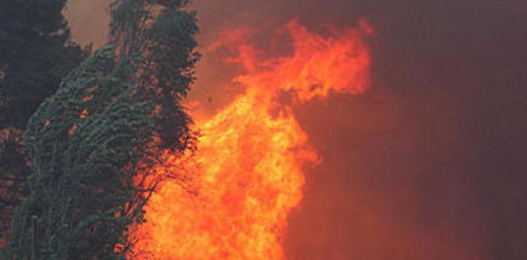 #Tragsa. El seguimiento de la huelga de brigadistas forestales llega al 78%