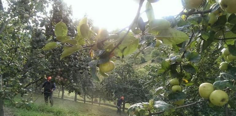 Asturias recogerà una cosechona de mazana de a cinco en el siglu