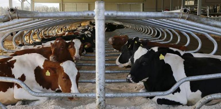 Novedosa línea de arenas Q Bed para camas para vacas lecheras