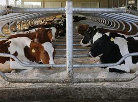 Novedosa línea de arenas Q Bed para camas para vacas lecheras