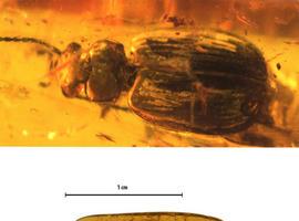 Hallada una nueva especie de escarabajo fosilizado hace 40 millones de años