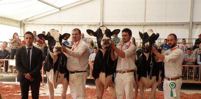 Ganaderías de Salas y del concejo triunfan en el Concurso de Ganado de Tineo