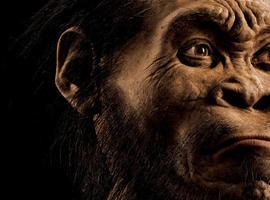 El Homo naledi, una nueva especie de homínido descubierto en yacimiento de Sudáfrica