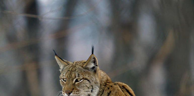 Investigadores de UniOvi participan en el estudio de la presencia de linces en el Cantábrico hace 12.000 años