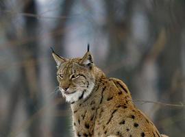 Investigadores de UniOvi participan en el estudio de la presencia de linces en el Cantábrico hace 12.000 años