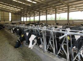 Mercadona y sus proveedores acuerdan pagar más por la leche a los ganaderos