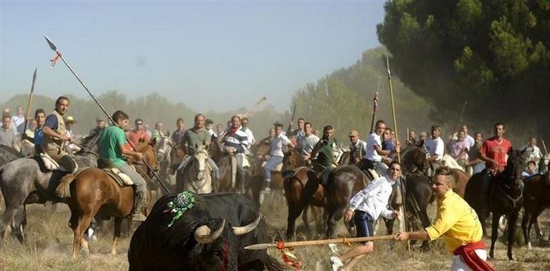 Veterinarios espliquen al alcalde de Tordesillas quel Toro de la Vega sí sufre