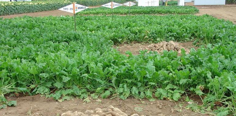 La vitamina B2 ayuda a las tierras pobres en hierro