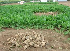 La vitamina B2 ayuda a las tierras pobres en hierro