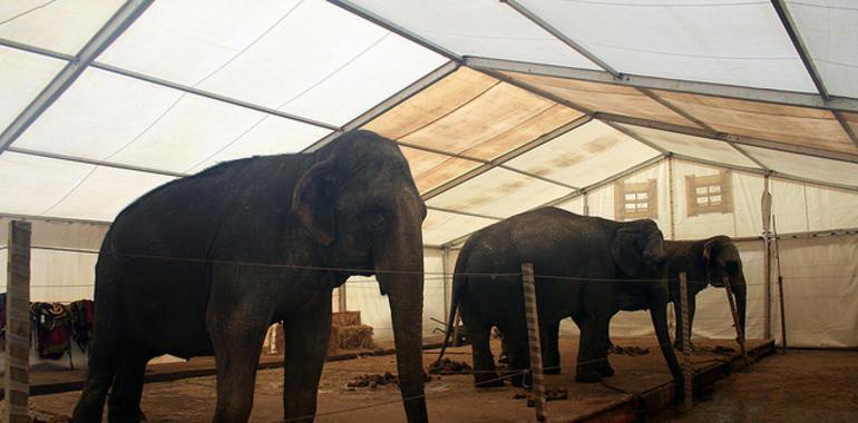 EQUO apoya la concentración en Lugones este viernes contra los circos con animales