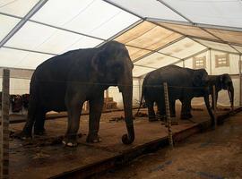 EQUO apoya la concentración en Lugones este viernes contra los circos con animales