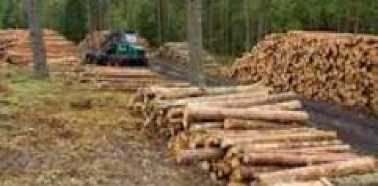 10.000 toneladas de madera de Asturias para Ence en los próximos seis meses