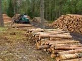 10.000 toneladas de madera de Asturias para Ence en los próximos seis meses