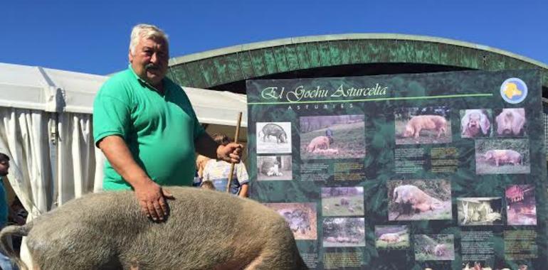 Dos pura raza, Santirso y Quico, triunfan en el VII  Concurso Nacional Gochu Asturcelta 