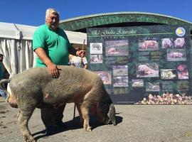 Dos pura raza, Santirso y Quico, triunfan en el VII  Concurso Nacional Gochu Asturcelta 