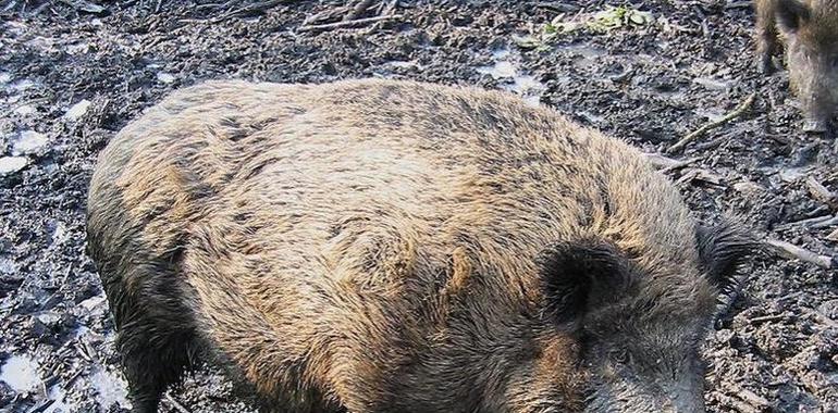 Cantabria  incrementa el cupo de capturas, de tres a cinco ejemplares, en cada batida de jabalí