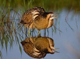 El Día de las Aves tendrá como anfitrión al Centro de Interpretación del Monte Deva