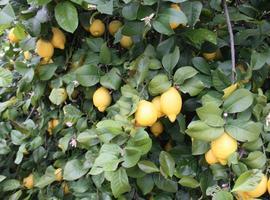 El 15 de septiembre finaliza el plazo de inscripción para la exportación de Limones a EE.UU