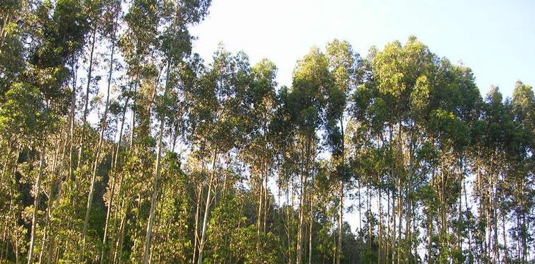 Ecologistas de Asturias aplaude la sentencia de la Audiencia Nacional sobre los peligros de plantar eucaliptos 