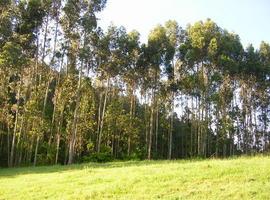 Ecologistas de Asturias aplaude la sentencia de la Audiencia Nacional sobre los peligros de plantar eucaliptos 