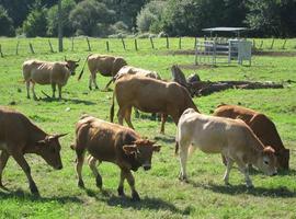 Coag Asturias denuncia que Danone baja de nuevo los precios de la leche a los productores