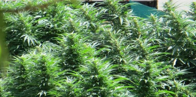 Cuatro detenidos por cultivo de marihuana en Grao