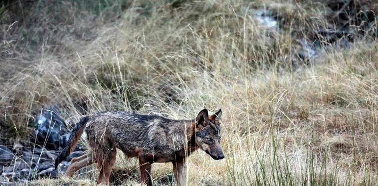 Abre el Centro del Lobo Ibérico en Sierra de la Culebra (Zamora)