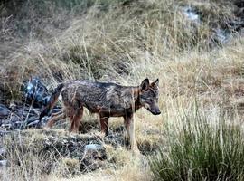 Abre el Centro del Lobo Ibérico en Sierra de la Culebra (Zamora)