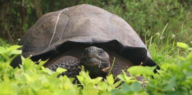 Galápagos sorprende con una nueva especie de #tortuga #gigante 