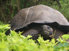 Galápagos sorprende con una nueva especie de #tortuga #gigante 