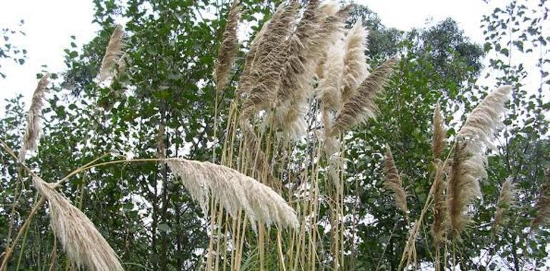  IU Asturias pide un plan de erradicación de los plumeros de la pampa