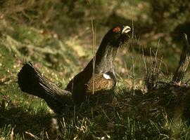 SEO/BirdLife y WWF reclaman medidas urgentes para evitar la extinción del Urogallo