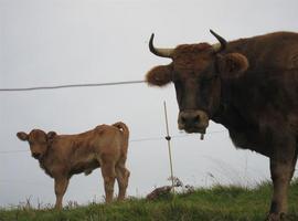 Estudian el impacto del estrés sacrificial a la calidad de la carne de vaca roxa