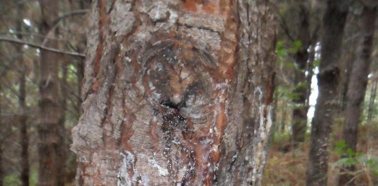 Un insecto coleóptero podría actuar como vector de un hongo que afecta a los pinos en el norte de España