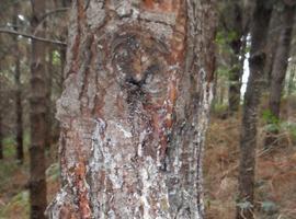 Un insecto coleóptero podría actuar como vector de un hongo que afecta a los pinos en el norte de España