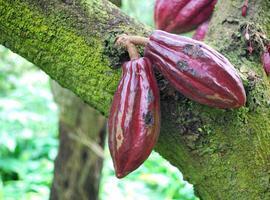 La biodiversidad de América del Sur puede salvar al cacao y la industria chocolatera