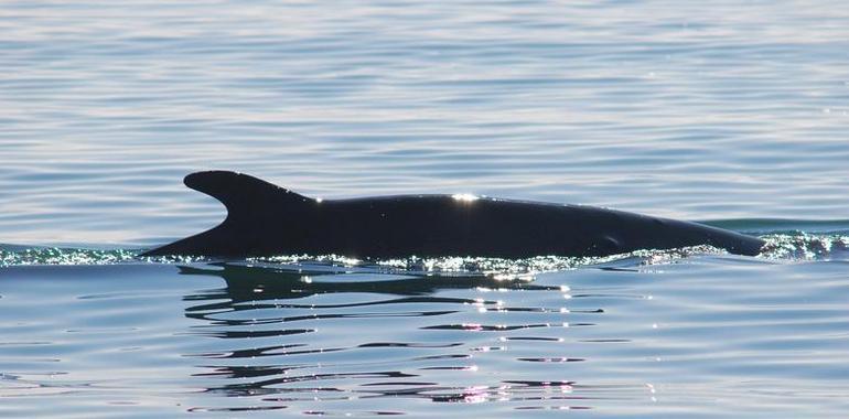 La ballena localizada en Puerto de Barcelona ya viaja hacia el sur