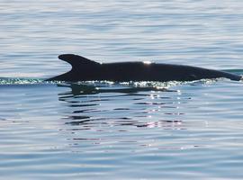 La ballena localizada en Puerto de Barcelona ya viaja hacia el sur