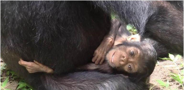 La madre chimpancé que cuidó de su hija discapacitada