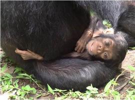 La madre chimpancé que cuidó de su hija discapacitada