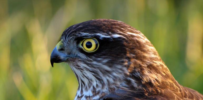 La caza furtiva en España se ceba en las aves con mayor peligro de extinción