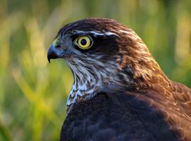 La caza furtiva en España se ceba en las aves con mayor peligro de extinción