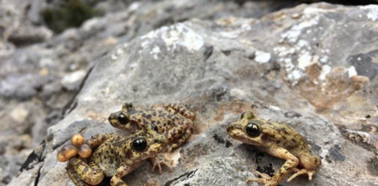 Logran un ejecutor del hongo asesino de sapos y ranas