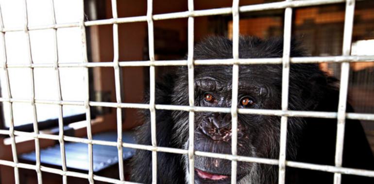 Indultados los últimos chimpancés víctima de experimentos médicos en EEUU 