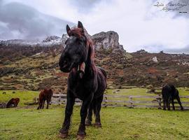 La invernada entra mañana en Asturias