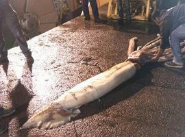 Un Architeuthis dux de 150 kilos capturado en aguas de Lastres