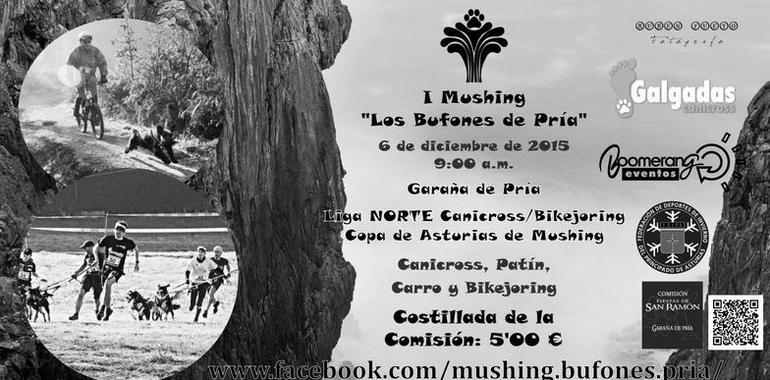 Llanes acoge el domingo el “I Mushing Los Bufones de Pría” - Canicross y Bikejoring