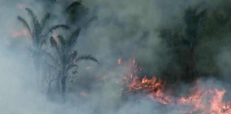 Pasividad en Brasil mientras madereros destruyen la selva de una tribu